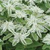 Mountain Snow - Euphorbia Seed