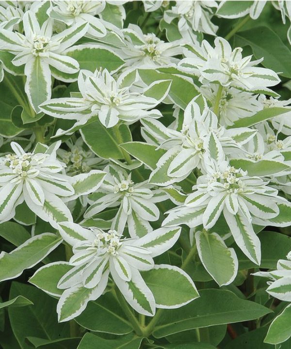 Mountain Snow - Euphorbia Seed