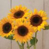 Holiday - Sunflower Seed