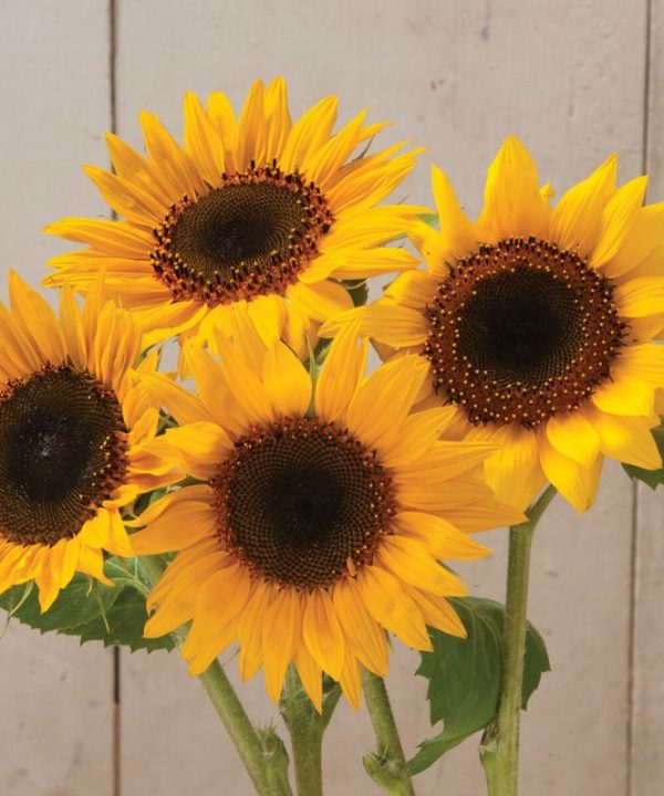 Holiday - Sunflower Seed
