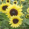 Valentine - Sunflower Seed