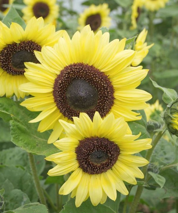 Valentine - Sunflower Seed
