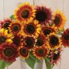 Autumn Beauty - Sunflower Seed