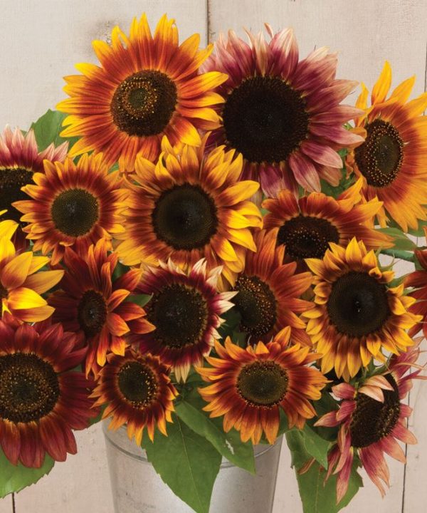 Autumn Beauty - Sunflower Seed
