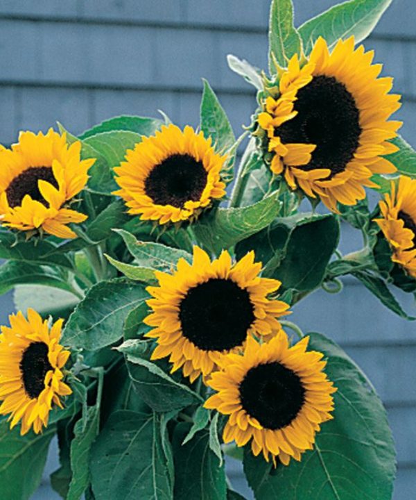 Sunbright - (F1) Sunflower Seed