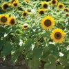 Big Smile - Sunflower Seed