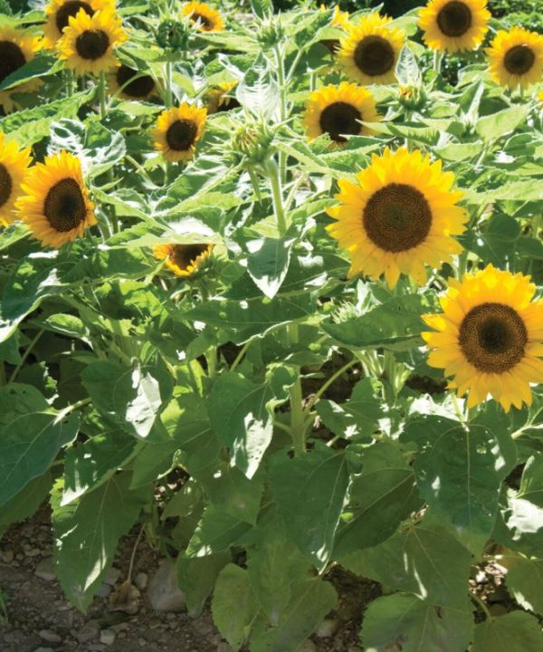 Big Smile - Sunflower Seed