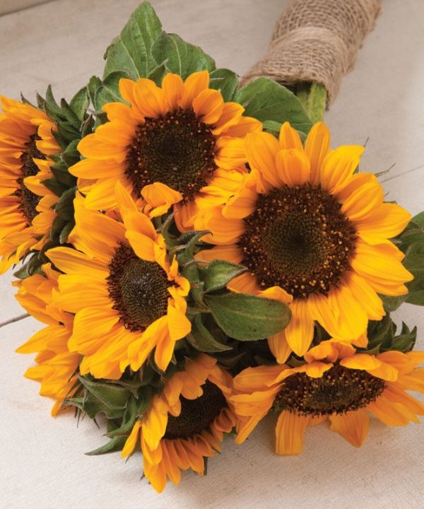 Sonja - Sunflower Seed