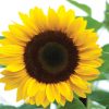 Sunrich Orange - (F1) Sunflower Seed