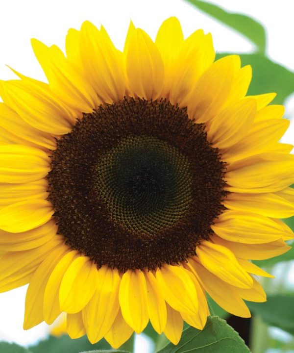 Sunrich Orange - (F1) Sunflower Seed