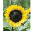 Sunrich Lemon - (F1) Sunflower Seed