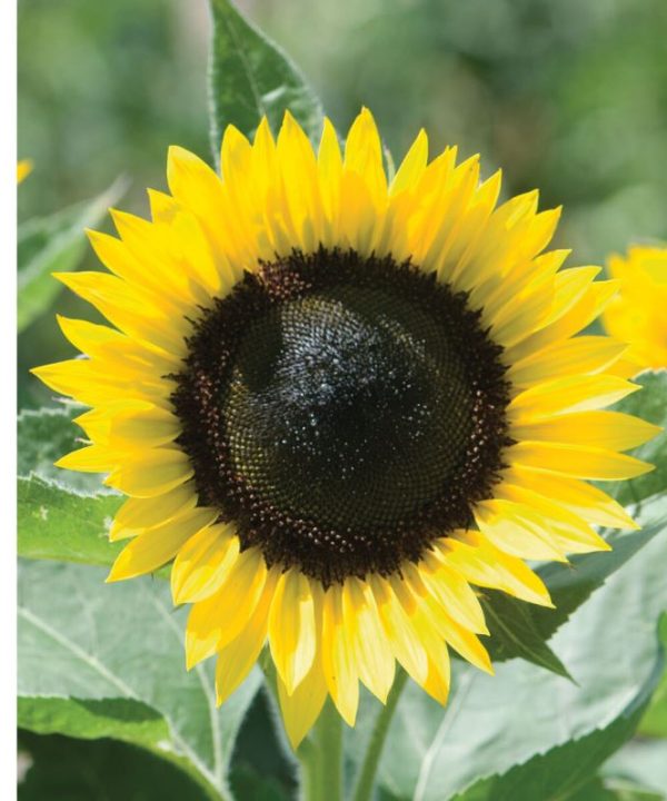 Sunrich Lemon - (F1) Sunflower Seed