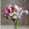 Royal Mix - Sweet Pea Seed