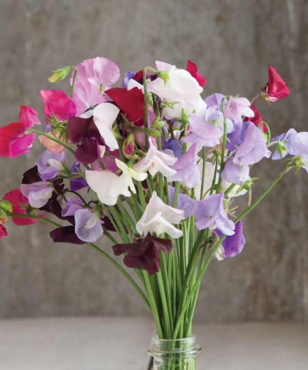 Royal Mix - Sweet Pea Seed