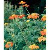 Torch - Tithonia Seed