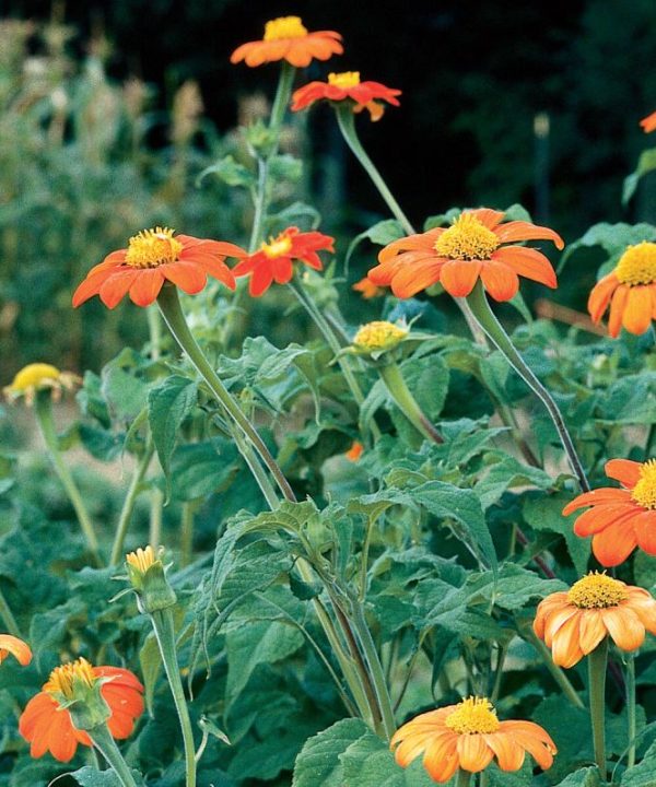 Torch - Tithonia Seed