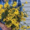 Maximilian - Perennial Sunflower Seed