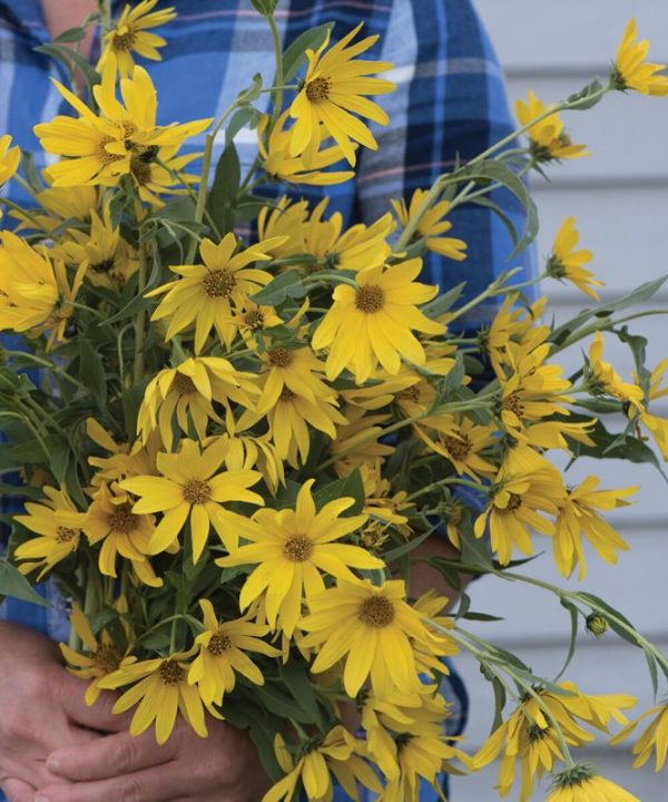 Maximilian - Perennial Sunflower Seed