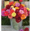 Benary's Giant Mix - Zinnia Seed