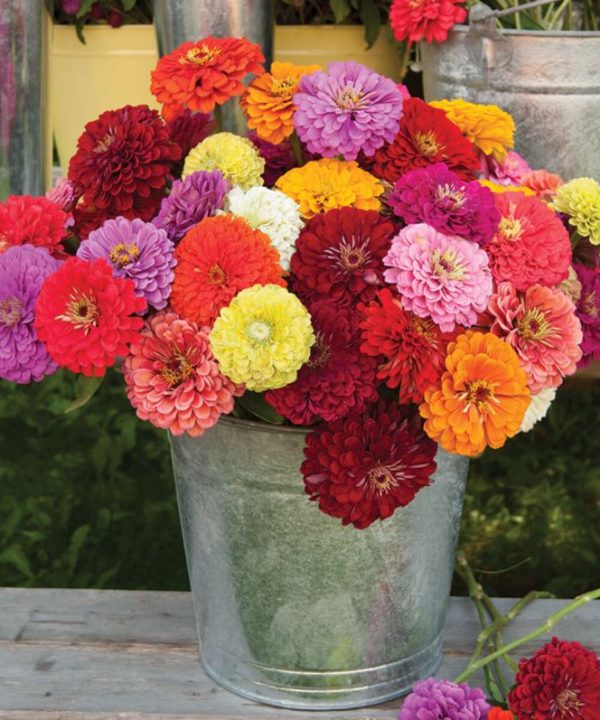 Benary's Giant Mix - Zinnia Seed
