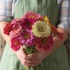State Fair Mix - Zinnia Seed