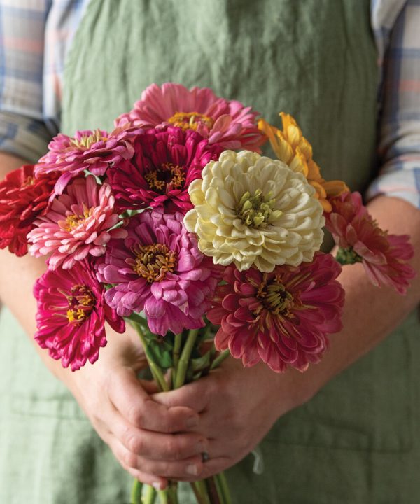 State Fair Mix - Zinnia Seed
