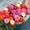 Sunbow Mix - Zinnia Seed