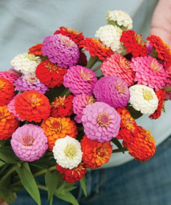 Sunbow Mix - Zinnia Seed