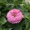 Benary's Giant Bright Pink - Zinnia Seed