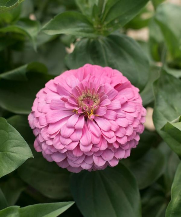 Benary's Giant Bright Pink - Zinnia Seed