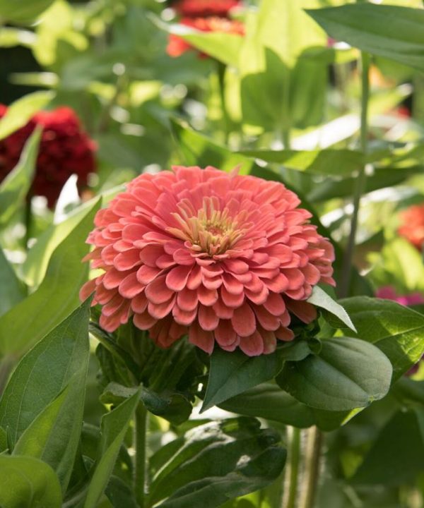 Benary's Giant Salmon Rose - Zinnia Seed