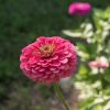 Benary's Giant Carmine Rose - Zinnia Seed