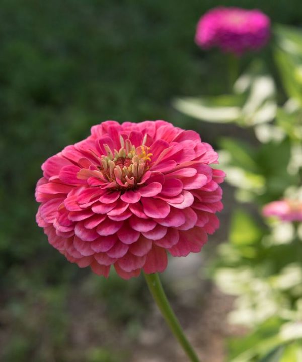 Benary's Giant Carmine Rose - Zinnia Seed