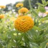 Benary's Giant Golden Yellow - Zinnia Seed
