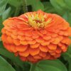Benary's Giant Orange - Zinnia Seed