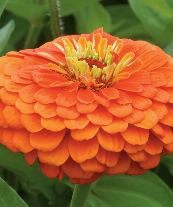 Benary's Giant Orange - Zinnia Seed