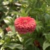 Benary's Giant Coral - Zinnia Seed