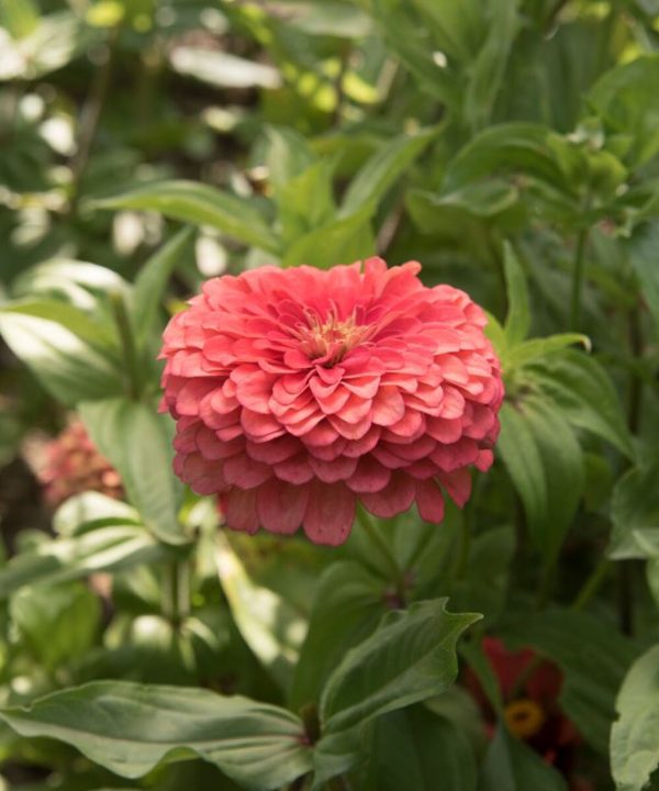 Benary's Giant Coral - Zinnia Seed