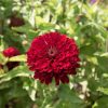 Benary's Giant Deep Red - Zinnia Seed