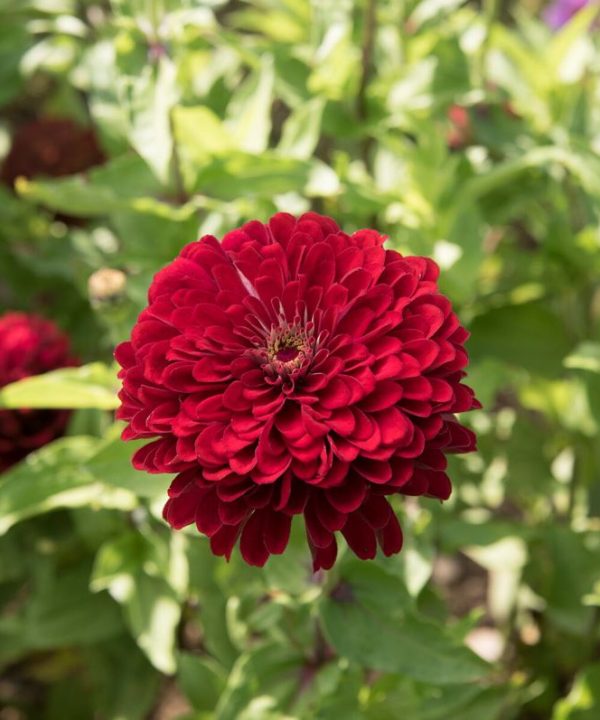 Benary's Giant Deep Red - Zinnia Seed