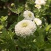 Benary's Giant White - Zinnia Seed