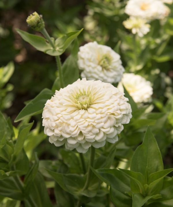 Benary's Giant White - Zinnia Seed