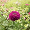 Benary's Giant Purple - Zinnia Seed