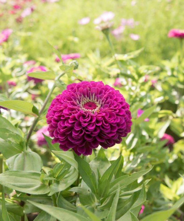 Benary's Giant Purple - Zinnia Seed
