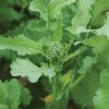 Spring Raab - Broccoli Seed