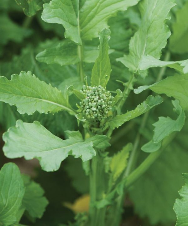 Spring Raab - Broccoli Seed