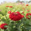 Benary's Giant Scarlet - Zinnia Seed