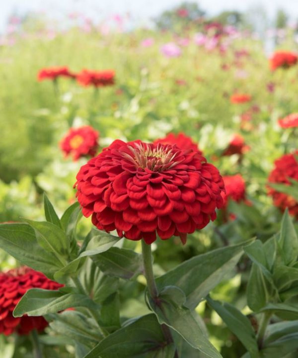 Benary's Giant Scarlet - Zinnia Seed