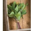 Hon Tsai Tai - Asian Green Seed