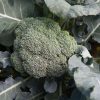 Arcadia - (F1) Broccoli Seed